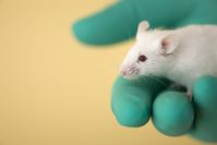 Essential Tips for PhD Candidates on Analyzing Animal Experi